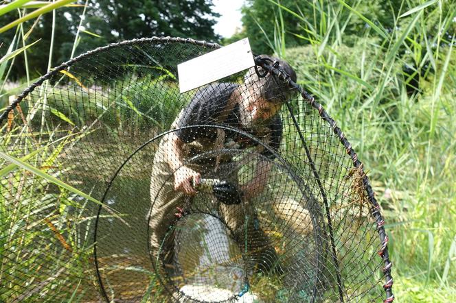 Towarzystwo Salamandra odławia żółwie w Poznaniu