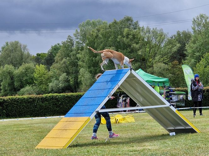 Zawody Agility w Myślęcinku. Psy walczyły o tytuł najzwinniejszego!