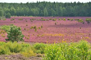 Kwitnące wrzosowiska pod Bornem Sulinowem