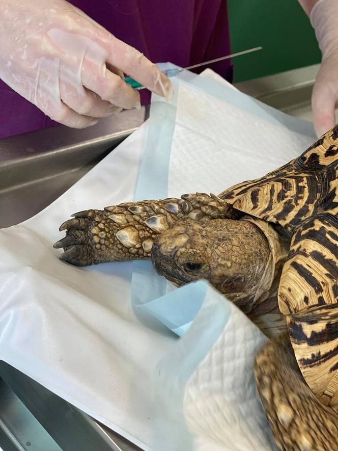 Żółw lamparci trafił do lecznicy w Przemyślu