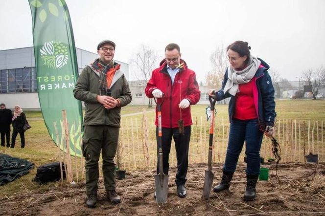 Zasadzili nowy las w Rybniku. I to w centrum zabudowy. Las Miyawaki wyrośnie nawet 3 razy szybciej