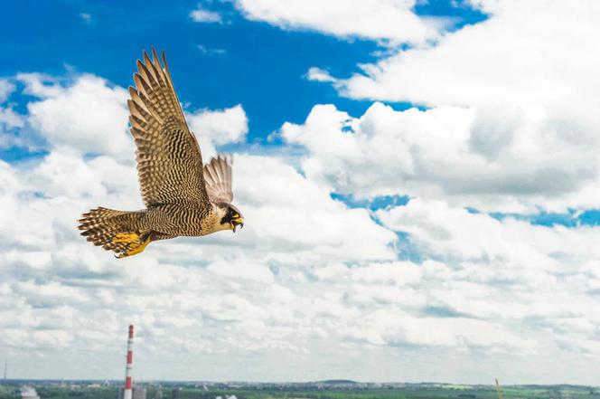 Polska Miedź dba o piękno natury 