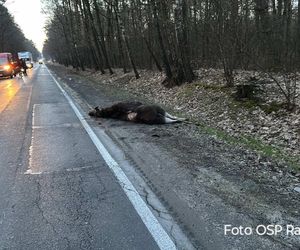 Auto zderzyło się z łosiem