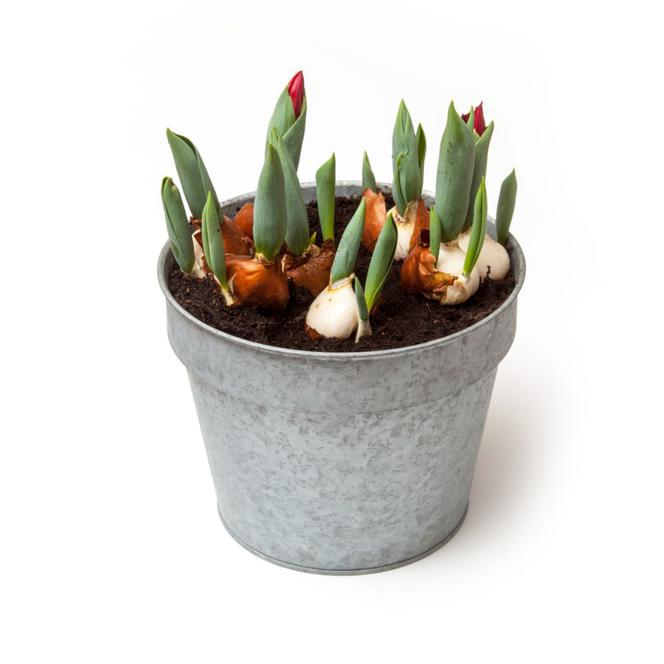 pedzenie-tulipanow