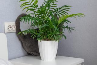 Rośliny bezpieczne dla psa i kota