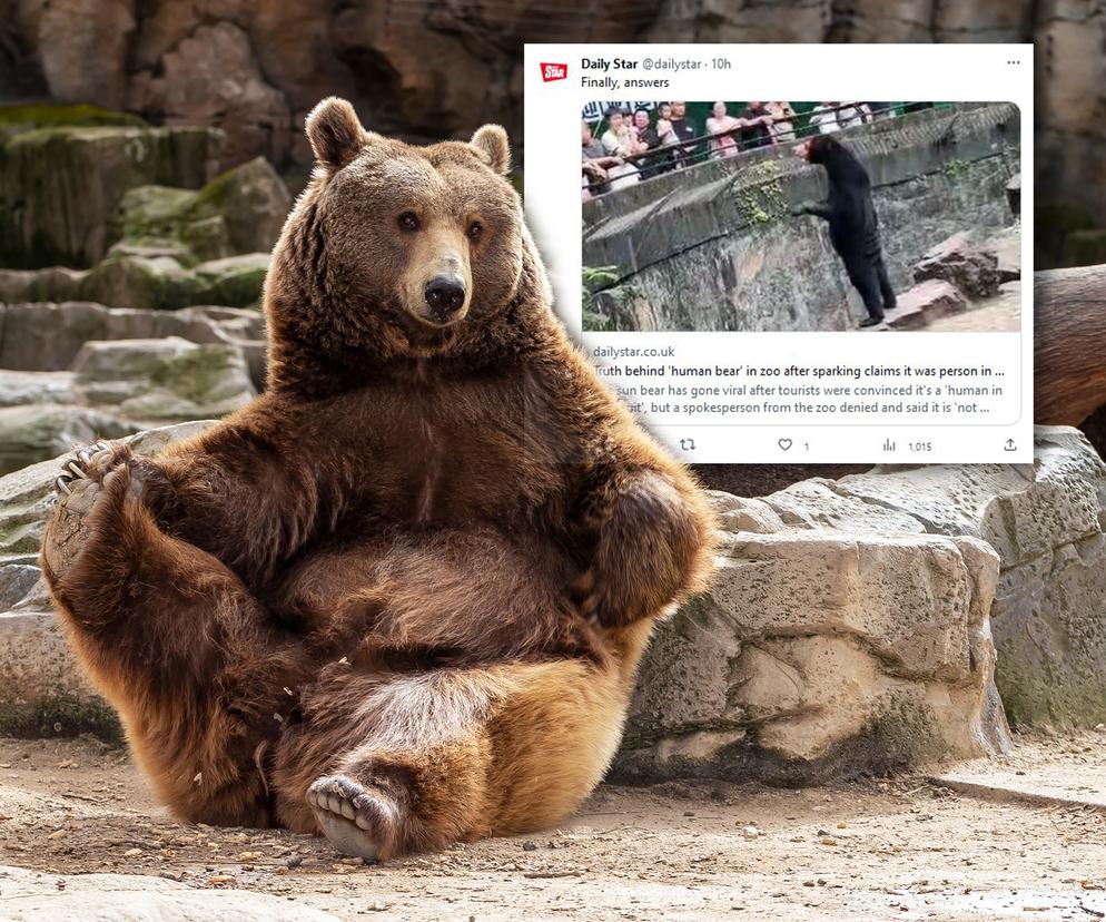 Niedźwiedź w zoo zachowywał się jak człowiek?! Szokujące nagranie. To mistyfikacja?