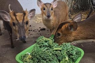  Ale słodziaki! Poznajcie mundżaki chińskie z wrocławskiego zoo [Film]