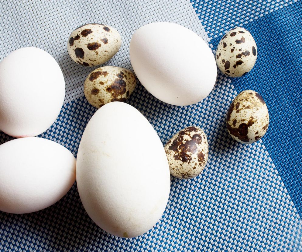 Kurze, gęsie, a może przepiórcze? Które jajka warto zaprosić na stół