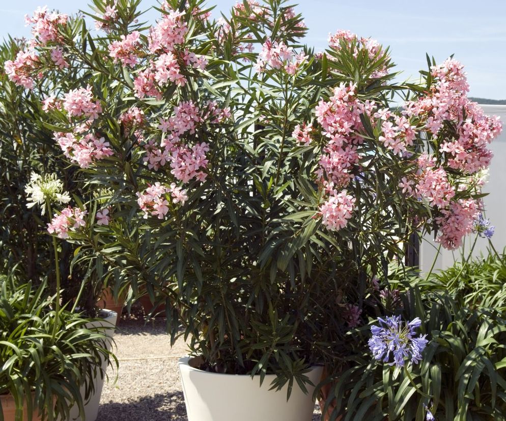 Oleander pospolity (Nerium oleander)