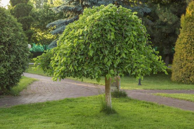 Morwa biała ‘Pendula’ - Morus alba ‘Pendula’