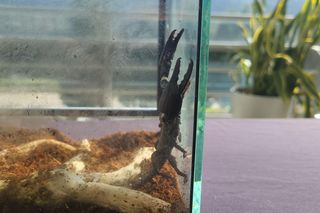Egzotyczne zwierzęta, minerały i magia w jednym miejscu! Tak było na targach w Bydgoszczy 