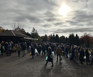 Wszystkich Świętych 2023 Cmentarz Centralny Szczecin 