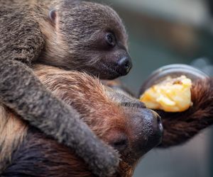 W łódzkim zoo przyszedł na świat leniwiec