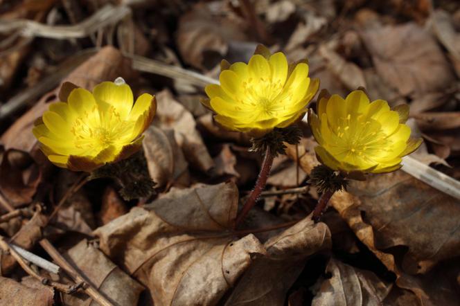 Miłek amurski - Adonis amurensis