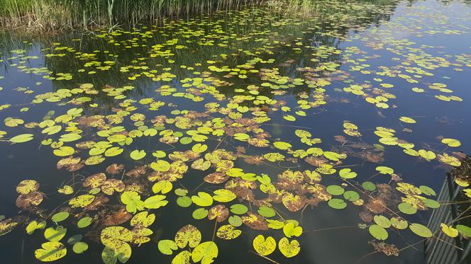 Pomost widokowy na Pogorii II w Dąbrowie Górniczej