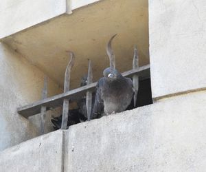 Eksmitują gołębie z Grubej Kaśki na czas remontu