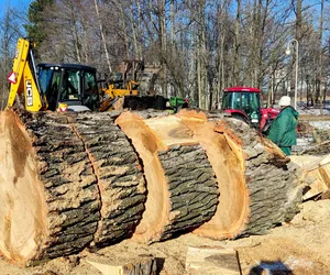 W Parku Kościuszki wycięto jedno z najstarszych drzew. Mieszkańcy oburzeni, ZZM odpowiada