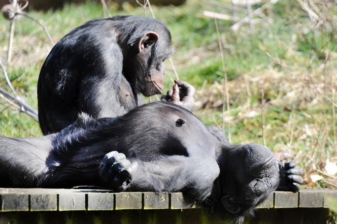 Wielkanoc 2015 - przerwa świąteczna: do kiedy wolne po świętach? Czy idzie się do szkoły po Lanym Poniedziałku? Zobaczcie, do kiedy gramy The Lazy Song [VIDEO]