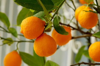 Dlaczego nie powinno się jeść pomarańczy przed zbliżeniem? Naukowiec pokazuje co się może stać [WIDEO]