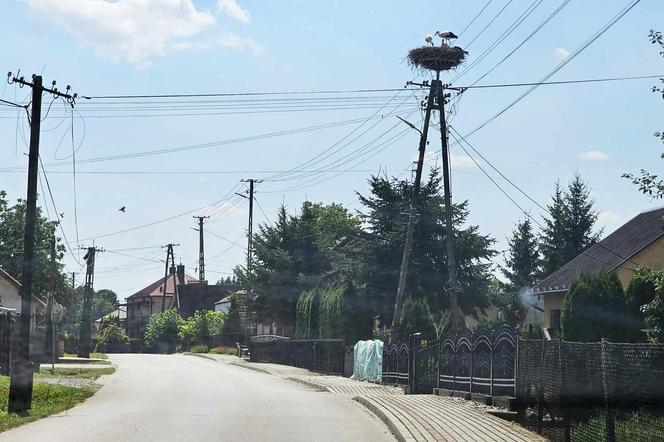 Bociany nietypowe zagrożenie na drodze.