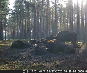 Niesamowity widok! Stado żubrów w woj. lubelskim jest coraz liczniejsze