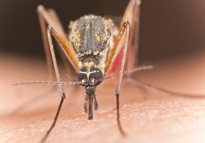 Dirofilarioza - tym może cię poczęstować komar