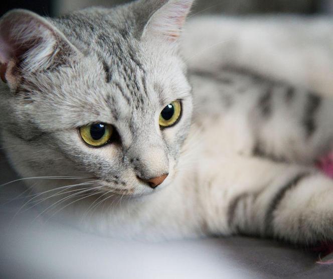 Najpiękniejsze koty na świecie! TOP 10 ras kotów uznanych za najładniejsze