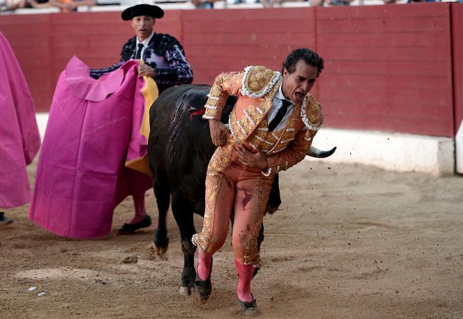 Byk zabił króla matadorów 