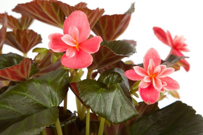 Begonia zimowa