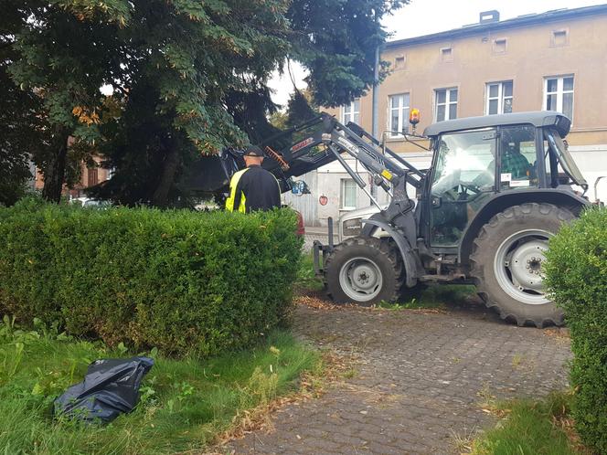 Bukszpany zrobiły miejsce na nowy pomnik w Lesznie. Poświęcony będzie żołnierzom generała Józefa Hallera