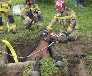 Strzyżów. Koń w dole