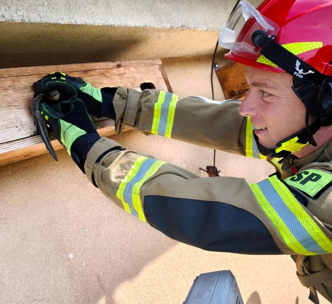 Strażacy uratowali jerzyka