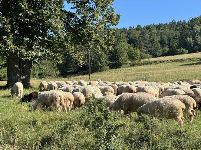 Łemkowie w Małopolsce. Ślady zostawione wszędzie