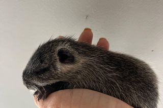 Nutria z Rybnika urodziła 6 młodych. Uratowała ją fundacja Pet Patrol