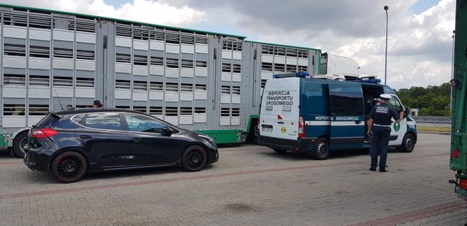 Przerażające warunki transportu zwierząt w Polsce 