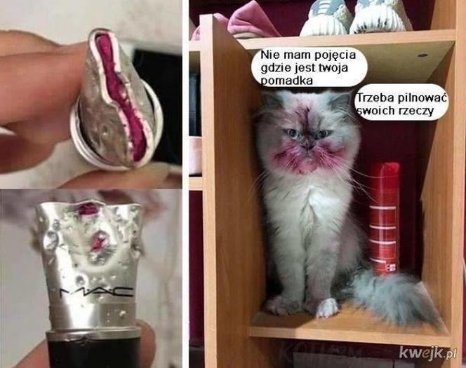 Chcesz poprawić sobie humor? Te memy ze zwierzętami rozbawią cię do łez!