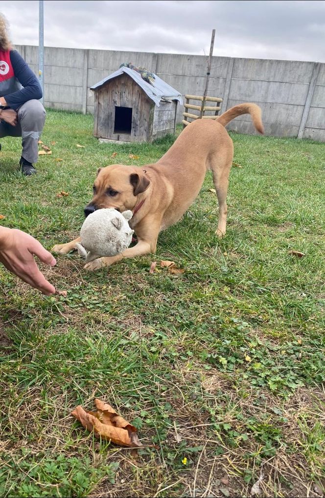 Psy przywiezione z powodzi do schroniska w Henrykowie koło Leszna ciagle czekają na adopcję