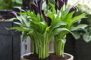 Kalia (Zantedeschia) 