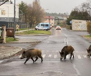 Dziki na Osowej Górze