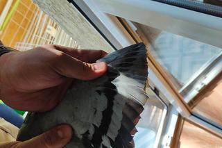 Bestialstwo to zbyt delikatne określenie. Ktoś obciął gołębiowi skrzydło i ogon