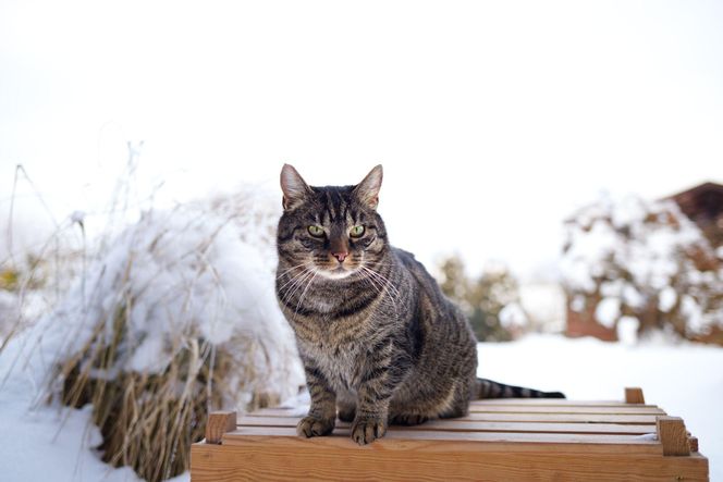 Kot w ogrodzie zimą