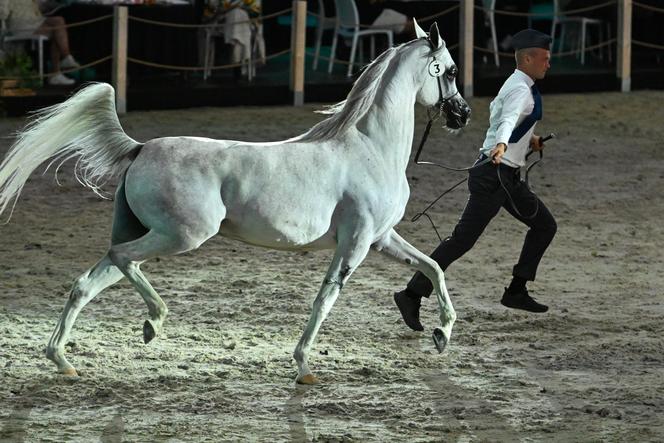 Porażka Pride of Poland 2024? Zyski są zdecydowanie niższe niż rok temu