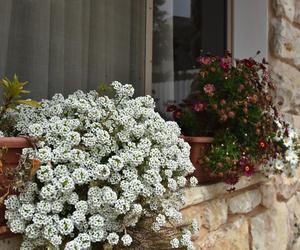 Niewymagające kwiaty na balkon: smagliczka nadmorska