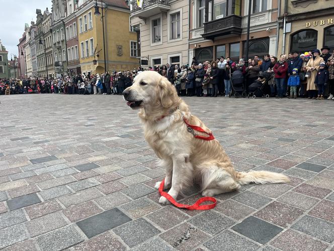 Golden Retriever WOŚP 2024 w Poznaniu. Psiaki też zbierają na dzieciaki. Kwesta na WOŚP i pokazy Golden Retrieverów 