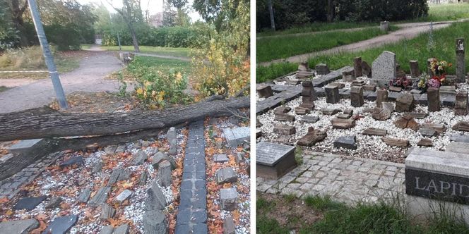 Drzewo zniszczyło lapidarium w Starym Fordonie. Zapytaliśmy miasto o stan pozostałych drzew na ul. Cechowej