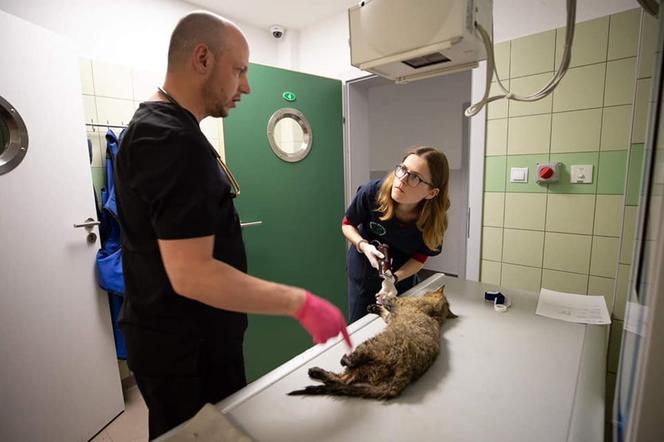 ZLI LUDZIE ODSTRZELILI LAPE ZBYSZKOWI 