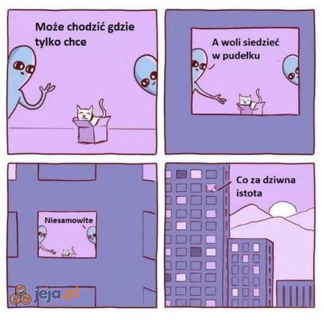 Dzień Kota 2020