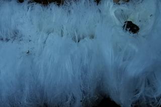 W lesiena Roztoczu pojawiła się tajemnicza wata. Wiemy, skąd się wzięła