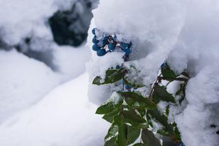 Mahonia po zimie [Porada eksperta]