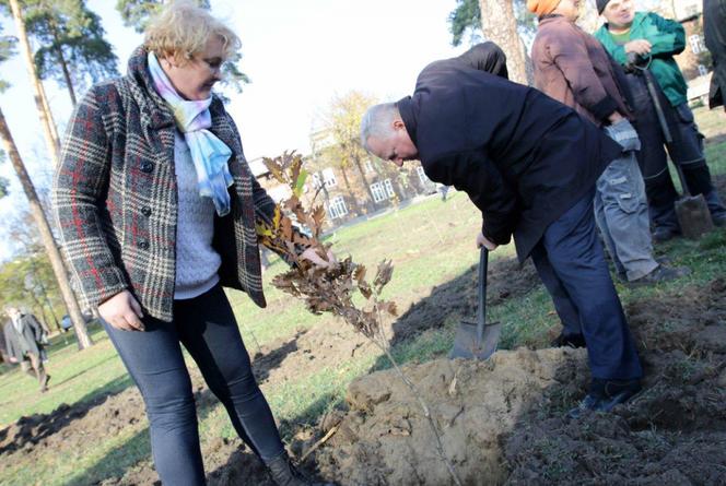 Sto drzew na 100. rocznicę odzyskania niepodległości w Toruniu